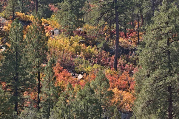科罗拉多南部圣胡安山脉的秋天色彩 — 图库照片