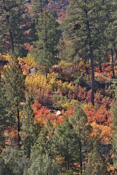 Herbstliche Farben Den San Juan Mountains Süden Colorados — Stockfoto