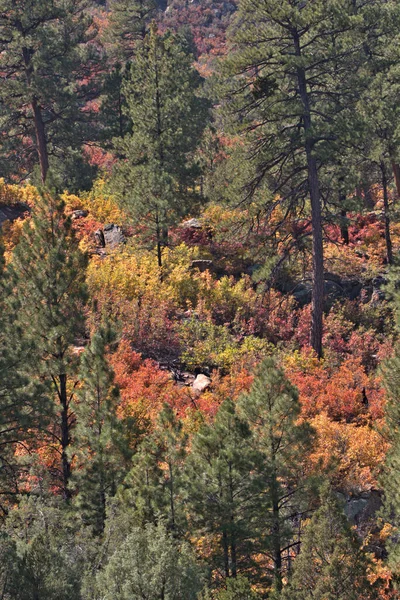 Herbstliche Farben Den San Juan Mountains Süden Colorados — Stockfoto