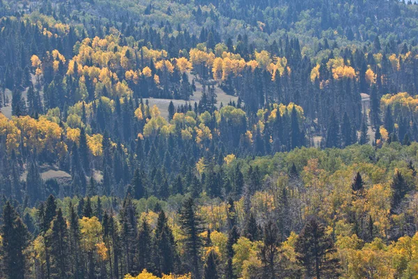 Güneş Işığı Colorado Daki Sonbahar Renkli Bir Dağ Çayırında Puslu — Stok fotoğraf