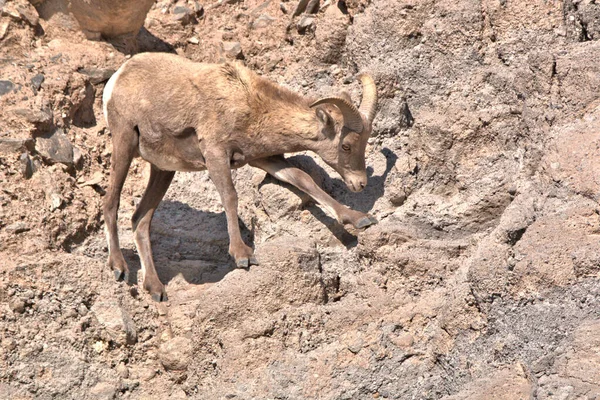 Reifer Big Horn Widder Auf Seinem Weg Über Den Tückischen — Stockfoto