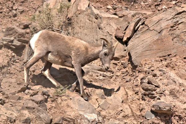 Big Horn Baran Idzie Dół Zbocza Góry Pół Śpiąc — Zdjęcie stockowe