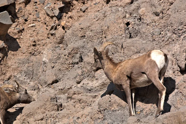 Rocky Mountain Big Horn Widder Den San Juan Mountains Süden — Stockfoto