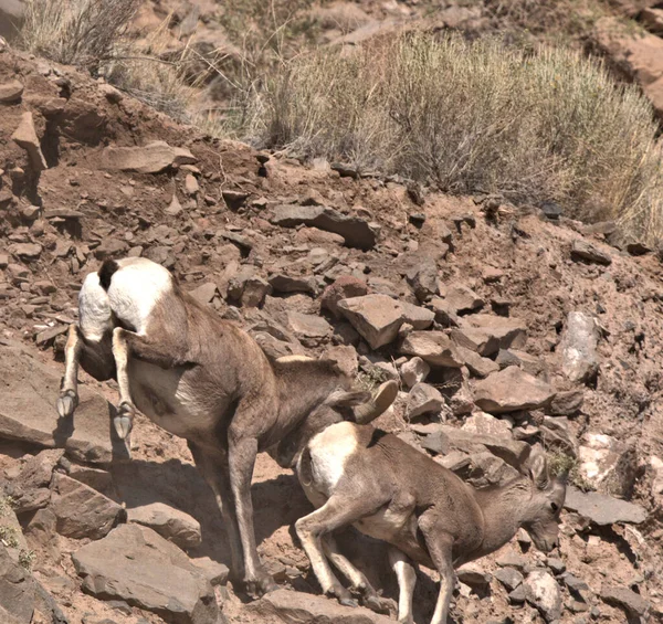 Macho Grande Cuerno Ram Corriendo Caliente Persecución Ewe —  Fotos de Stock