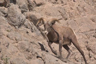 Colorado Rocky Dağları 'nın yakalanması zor büyük boynuzları