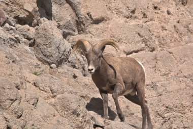 Colorado Rocky Dağları 'nın yakalanması zor büyük boynuzları