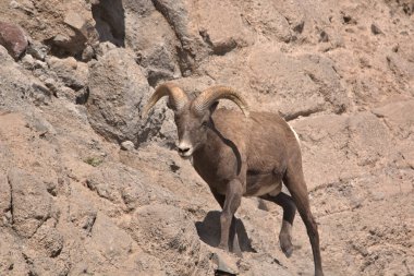 Colorado Rocky Dağları 'nın yakalanması zor büyük boynuzları