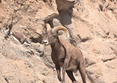 Colorado Rocky Dağları 'nın yakalanması zor büyük boynuzları