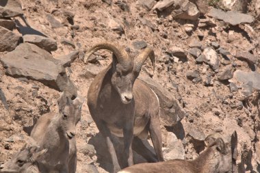Colorado Rocky Dağları 'nın yakalanması zor büyük boynuzları