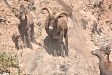 Rocky Dağı Büyük Boynuzları kayalık bir çıkıntıdan kayıp iniyor