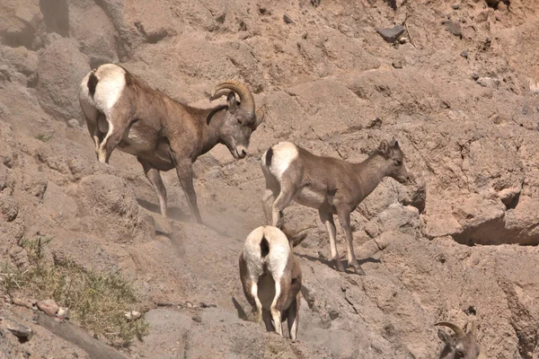 Polvo Alrededor Big Horn Ram Correr Por Una Ladera Rocosa —  Fotos de Stock