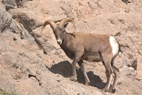 Moeilijk Vinden Big Horns Rocky Mountains Van Colorado — Stockfoto