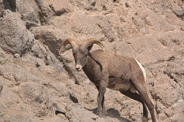 Elusive Big Horns Delle Montagne Rocciose Del Colorado — Foto Stock