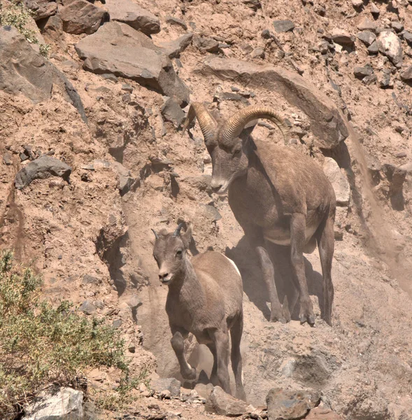 Polvo Rodea Las Grandes Cabras Montaña Rocosa Sur Colorado Rockies —  Fotos de Stock