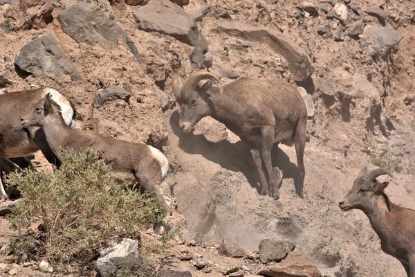 Groep Van Rocky Mountain Big Horns Een Steile Rotsachtige Helling — Stockfoto