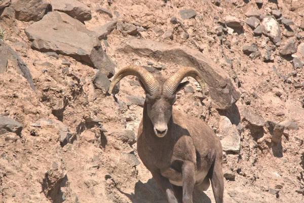 Großaufnahme Eines Rocky Mountain Big Horn Widders Der Einen Berghang — Stockfoto