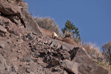Big Horn keçileri, arka planda mavi gökyüzü olan yüksek bir dağ yamacında