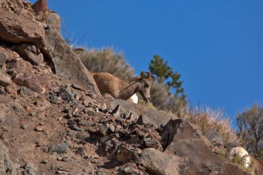 Big Horn keçileri, arka planda mavi gökyüzü olan yüksek bir dağ yamacında