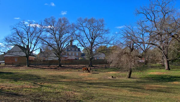 Tarihsel Williamsburg Kolonisinde Atlar Otlanıyor — Stok fotoğraf