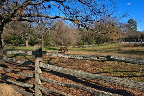Όμορφο Τοπίο Γύρω Από Άλογα Βόσκησης Στην Ιστορική Σκηνή Williamsburg — Φωτογραφία Αρχείου