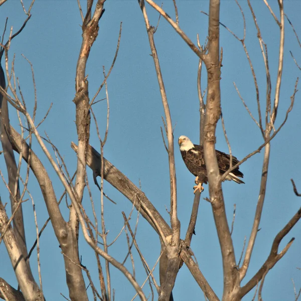 Adulter Weißkopfseeadler Sitzt Der Spitze Eines Abgestorbenen Baumes — Stockfoto