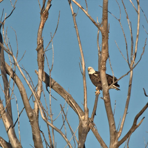 Adult Bald Eagle Sitting Top Dead Tree — Stock Photo, Image