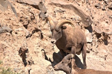 Big Horn Ram kayalık dağların dik yamacına tırmanıyor.