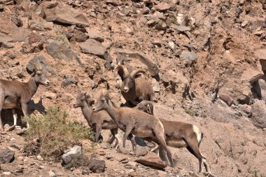 Koca Boynuz Ram, Rocky Dağları 'ndaki bir koyun sürüsünü izliyor.