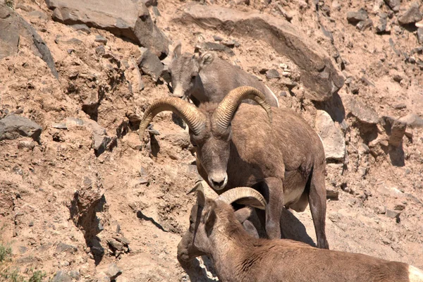 Felnőtt Big Horn Ram Egy Sziklás Lejtőn — Stock Fotó