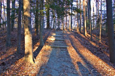 Sonbaharda Virginia kırsalında ağaçlık arazide yürüyüş yapmak.