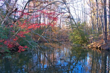 Küçük bir dere üzerinde Sonbahar Renkleri