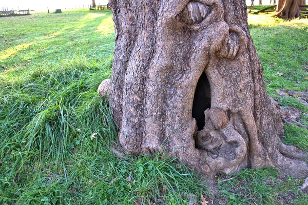 Esconderijo Secreto Base Uma Árvore Velha — Fotografia de Stock