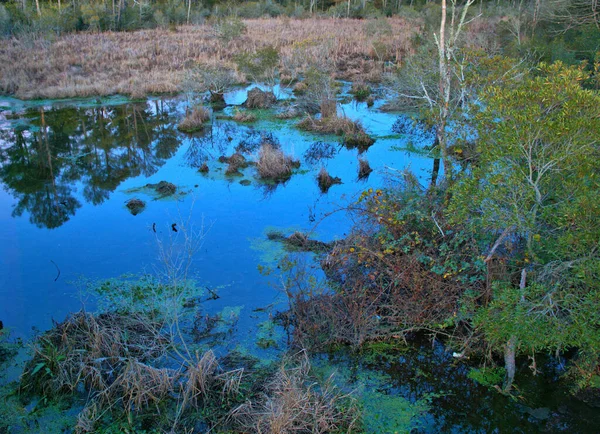 Réflexion Colorée Dans Marais Virginie — Photo