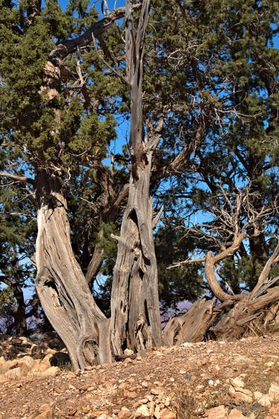 According National Park Service Approximately 200 Species Trees Shrubs Grand — Stock Photo, Image