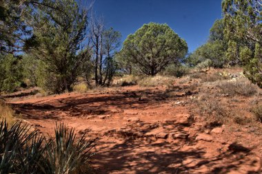 Sedona, Az 'daki Katedral Kayası yakınlarında Baldwin patikasında yürüyüş.