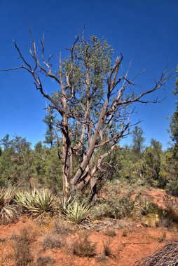 Sedona, Az 'daki Katedral Kayası yakınlarında Baldwin patikasında yürüyüş.