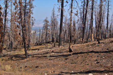 14 Eylül 2018 'de Bryce Canyon Ulusal Parkı' nda yanmış.
