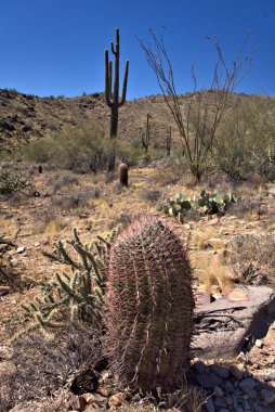Taliesin Tepesinde biten Kayıp Köpek Yürüyüş Yolu