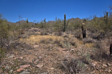 Arizona 'lı Uzun Saguaro Kaktüsü