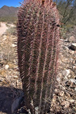 Renkli ama kaktüsle başa çıkması çok tehlikeli.