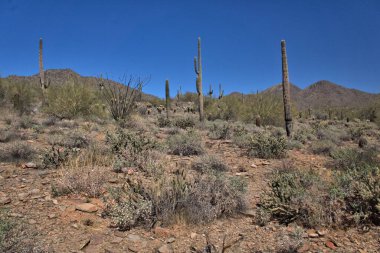 Uzun Saguaro kaktüsleri 50 ila 100 yaşlarına geldiklerinde kollarını büyütmeye başlarlar.!