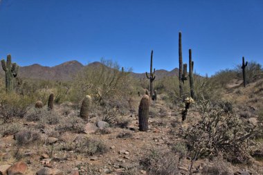 Arka planda Saguaro kaktüsü ve ön planda Ayı Cholla kaktüsü.