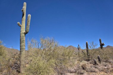 Arka planda Saguaro kaktüsü, ön planda Buckhorn Cholla ve Barrel kaktüsü.