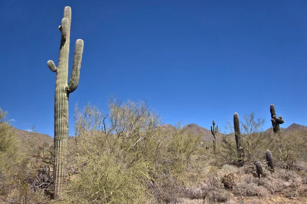 Arka planda Saguaro kaktüsü, ön planda Buckhorn Cholla ve Barrel kaktüsü.
