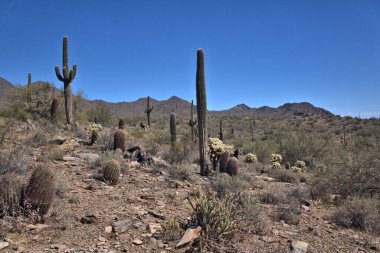 Uzun Saguaro kaktüsleri 50 ila 100 yaşlarına geldiklerinde kollarını büyütmeye başlarlar.!