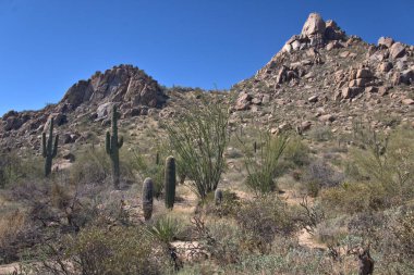 Saguaro Kaktüsü 'nün noktası. Kayalık bir arazi. Üzerinde mavi gökyüzü var.