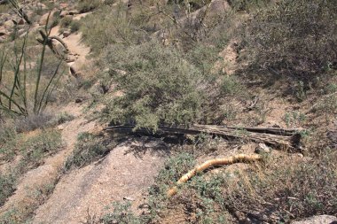 Scottsdale, Az yakınlarındaki Pinnacle Tepesi patikası boyunca yaşlı ölü Saguaro Kaktüsleri var. .