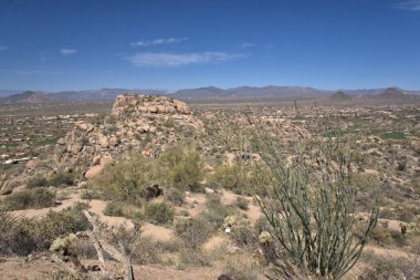 Ocotillo (Fouquieria splendens) çölde tanınması en kolay bitkilerden biridir. Kısa bir gövdeden büyüyen uzun dallı dikenli dikenli dalları olan büyük bir çalıdırlar. Yeterince nemli olduğunda saplarından küçük 5 santimlik yapraklar büyüyecek.