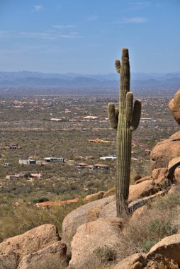 Vadinin yukarısındaki kayalık kayalarda yetişen uzun Saguaro Kaktüsü.