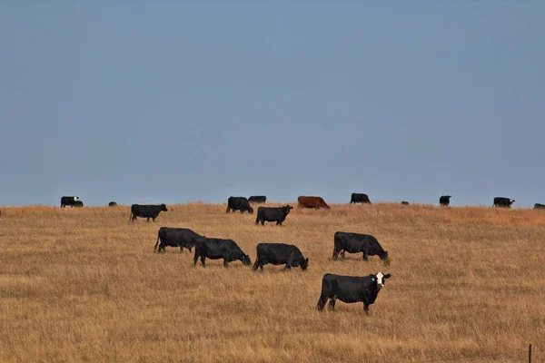 Ganado Cara Blanca Negra Pastando Oeste Nebraska —  Fotos de Stock